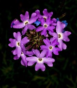 Abronia villosa - Sand-verbena 19-9970